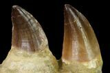 Mosasaur (Prognathodon) Jaw Section with Two Teeth - Morocco #165992-2